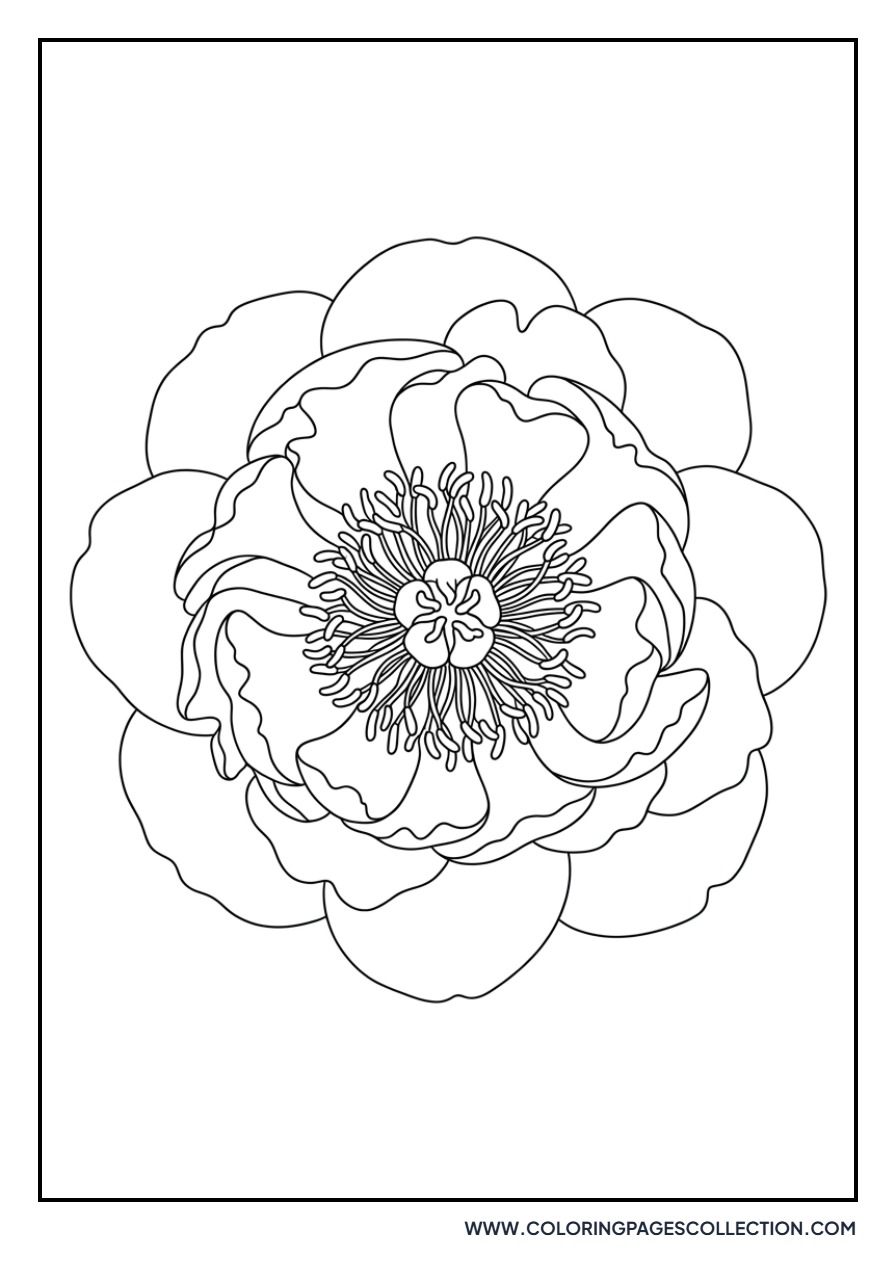 Detailed Peony Center