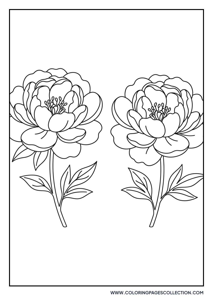 Duo of Peony Blooms