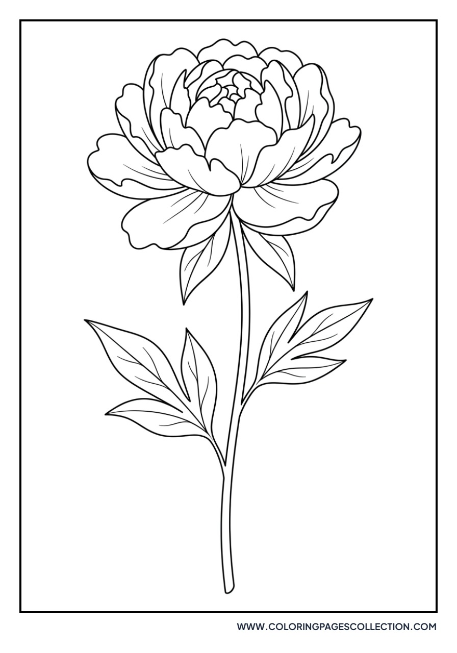 Elegant Single Peony