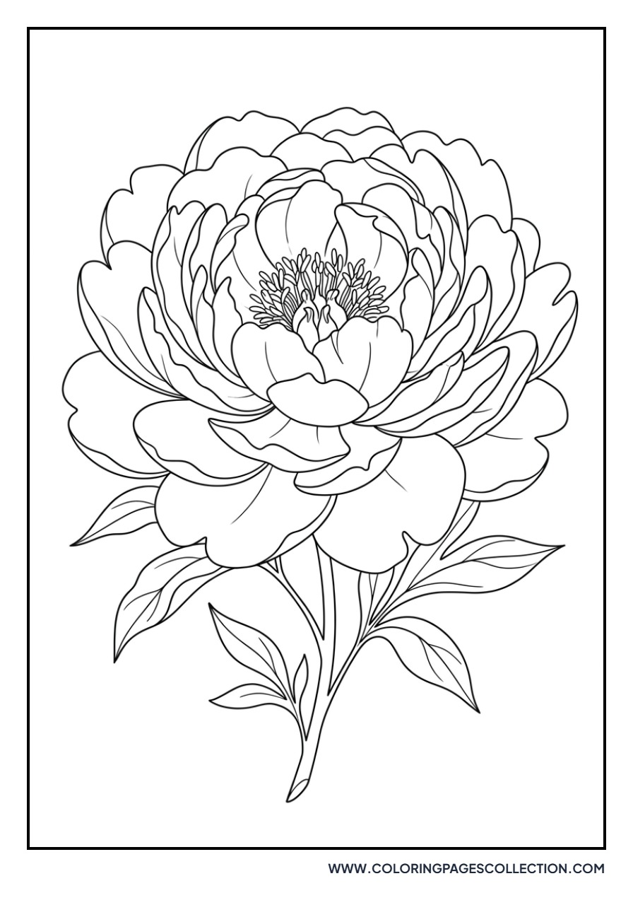 Large Open Peony Bloom