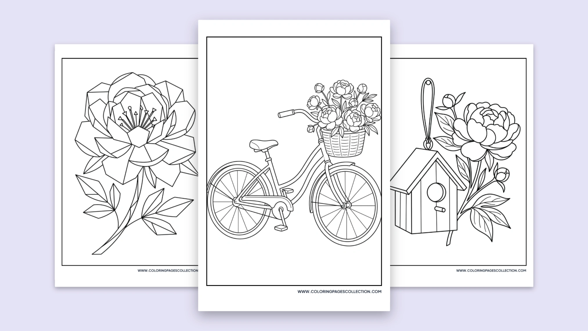 60+ Free Printable Peony Coloring Pages for All Ages