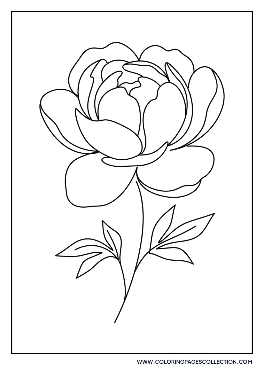 Minimalist Peony Line