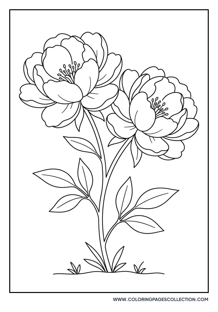 Pair of Peony Flowers