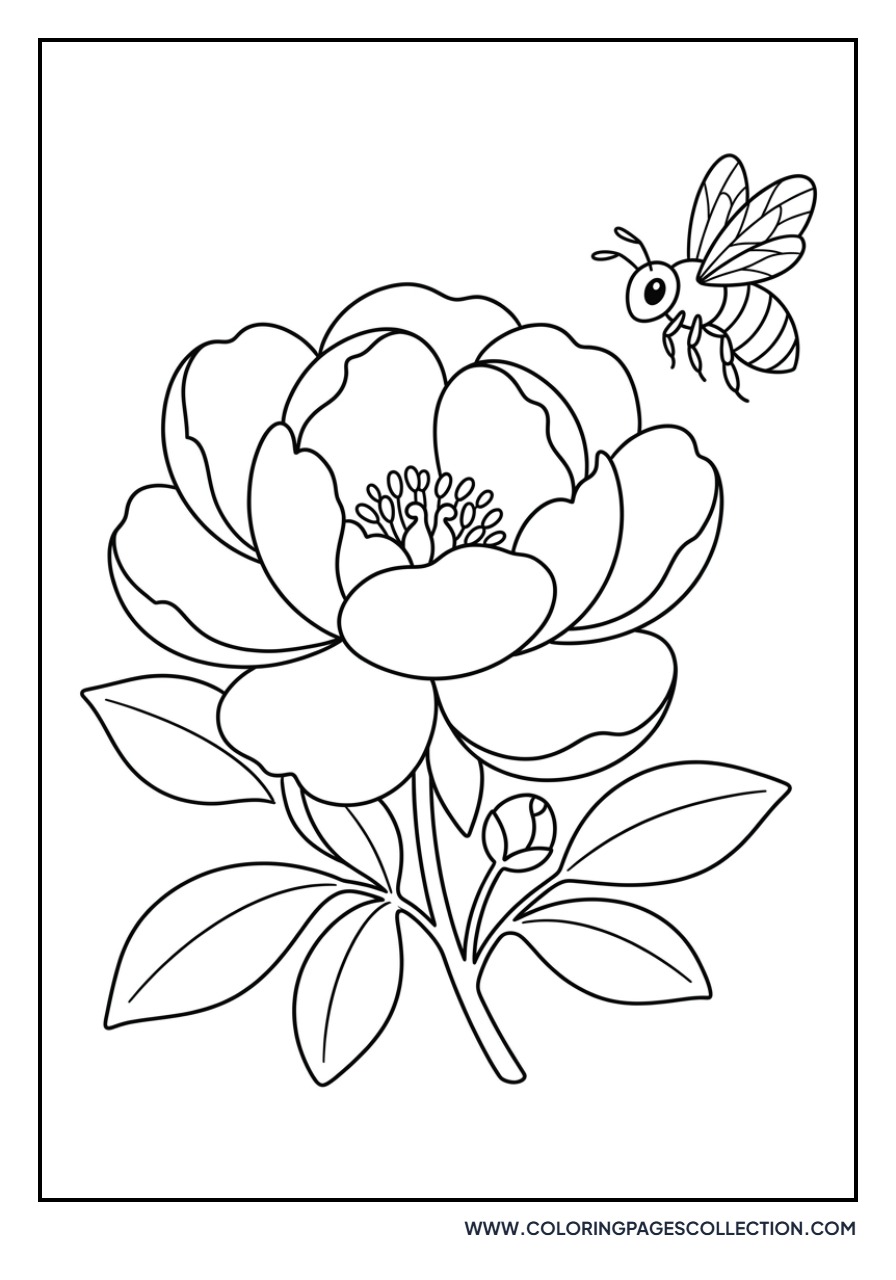 Peony and a Honeybee