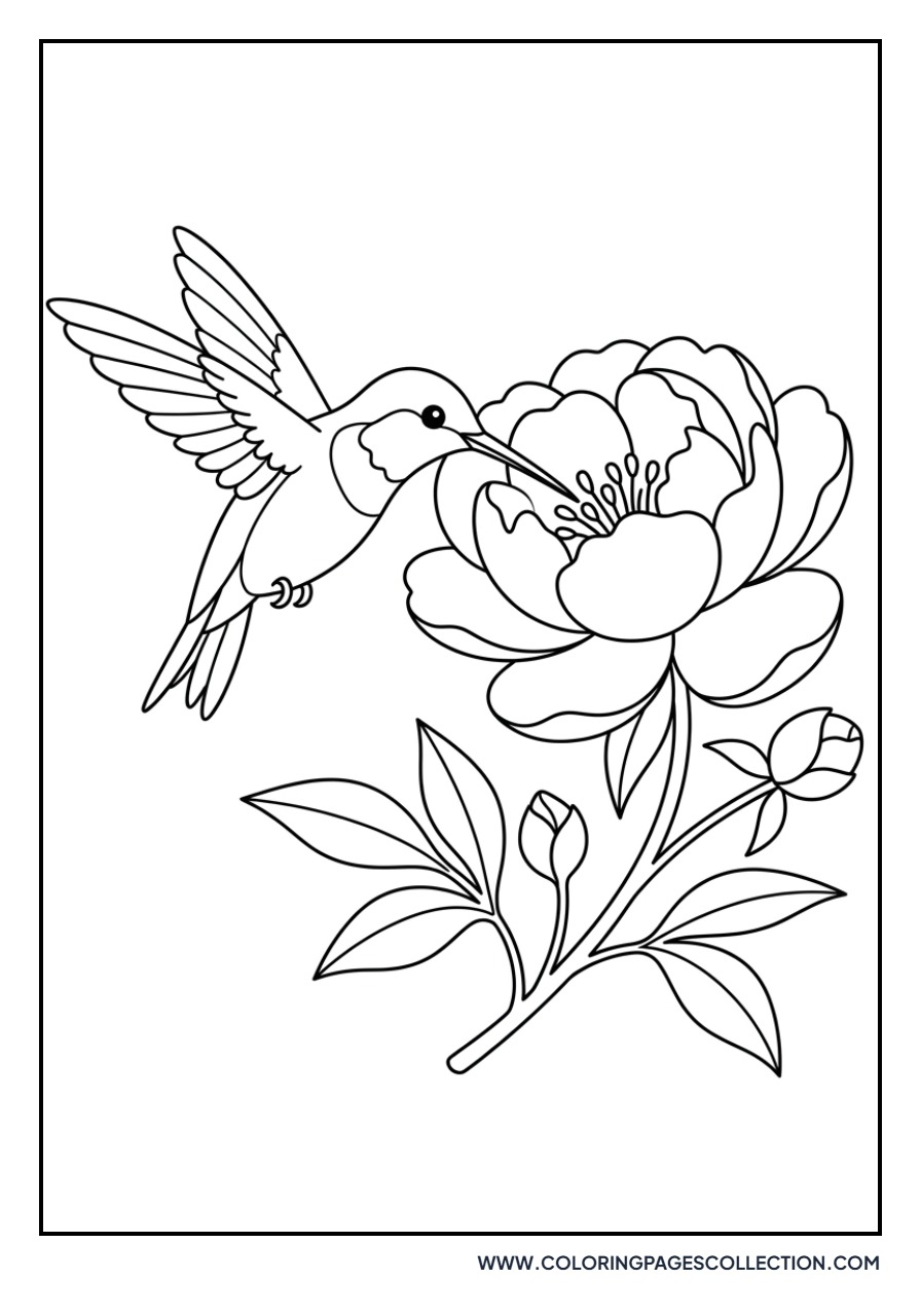 Peony and Hummingbird
