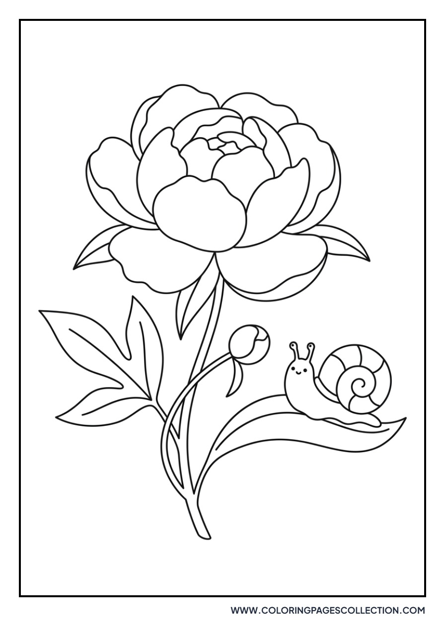 Peony and Snail