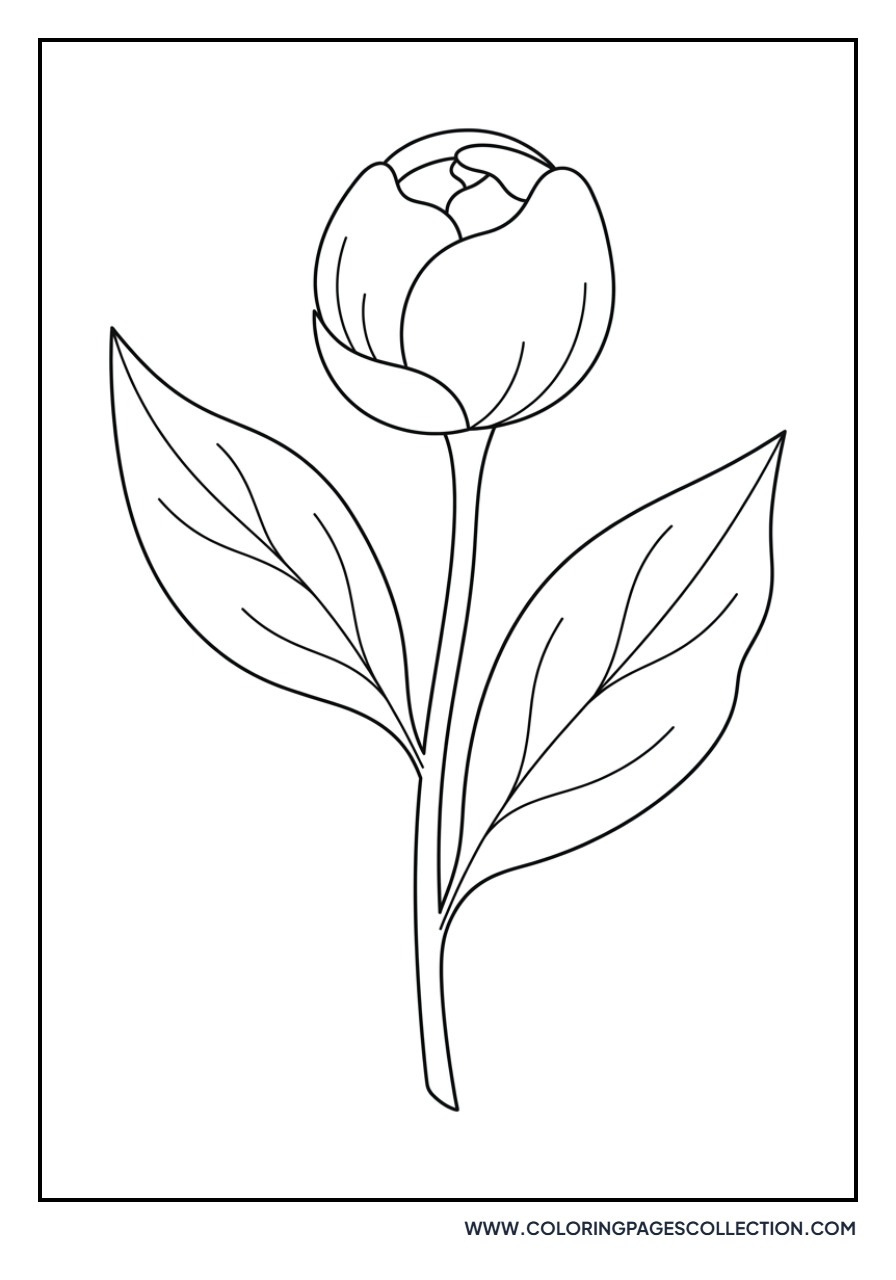 Peony Bud with Leaves