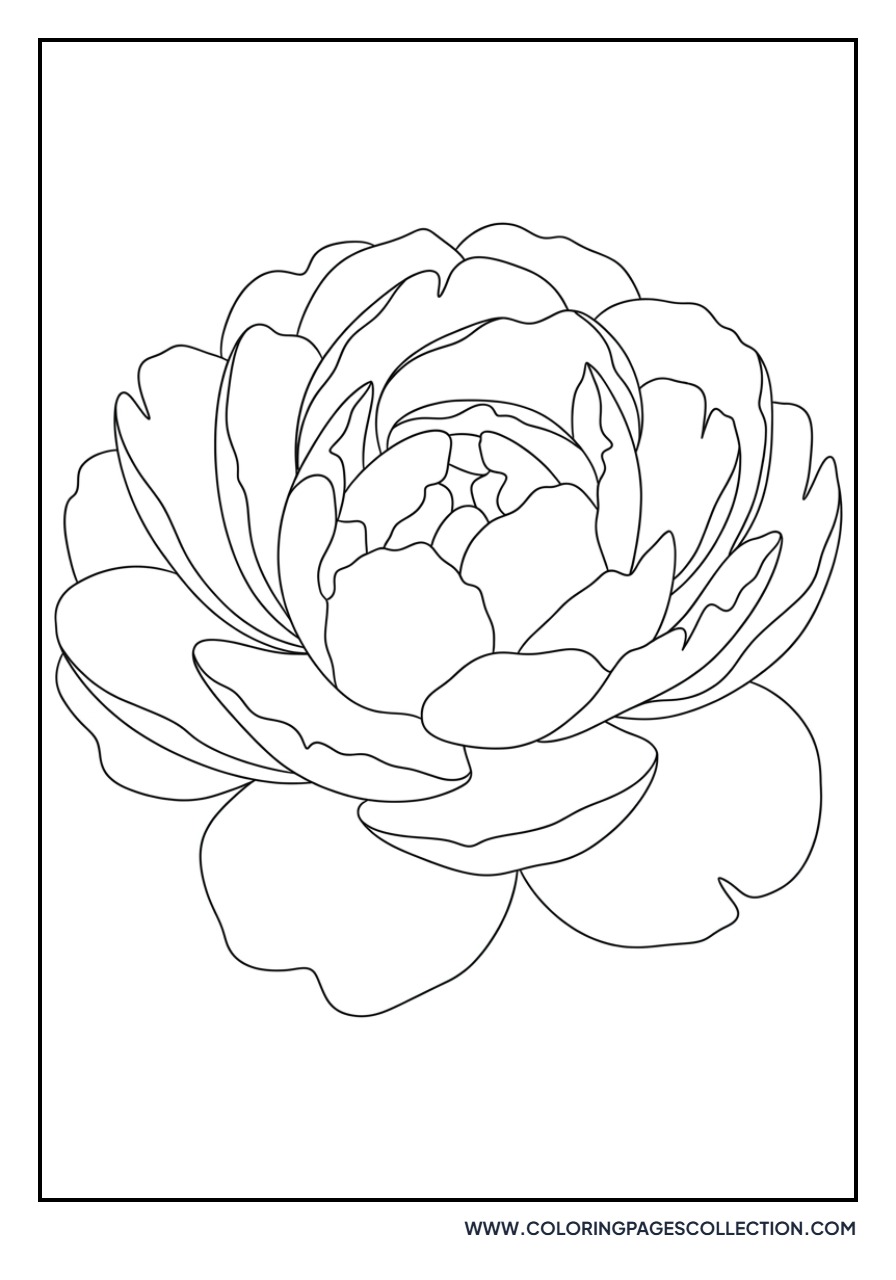 Peony Petal Close-up