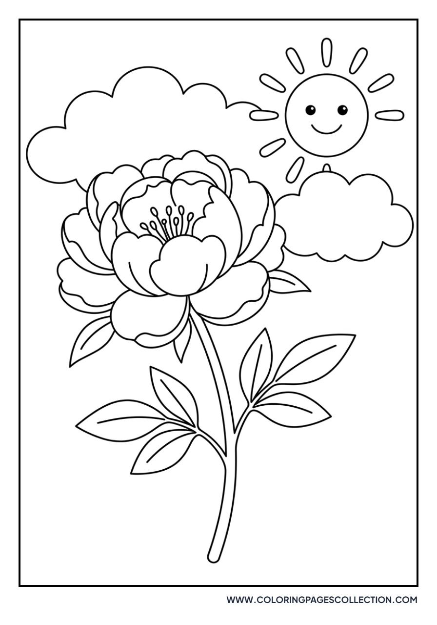 Peony under Sun