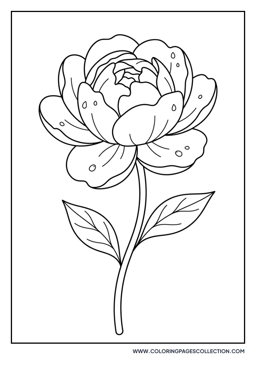 Peony with Dew Drops