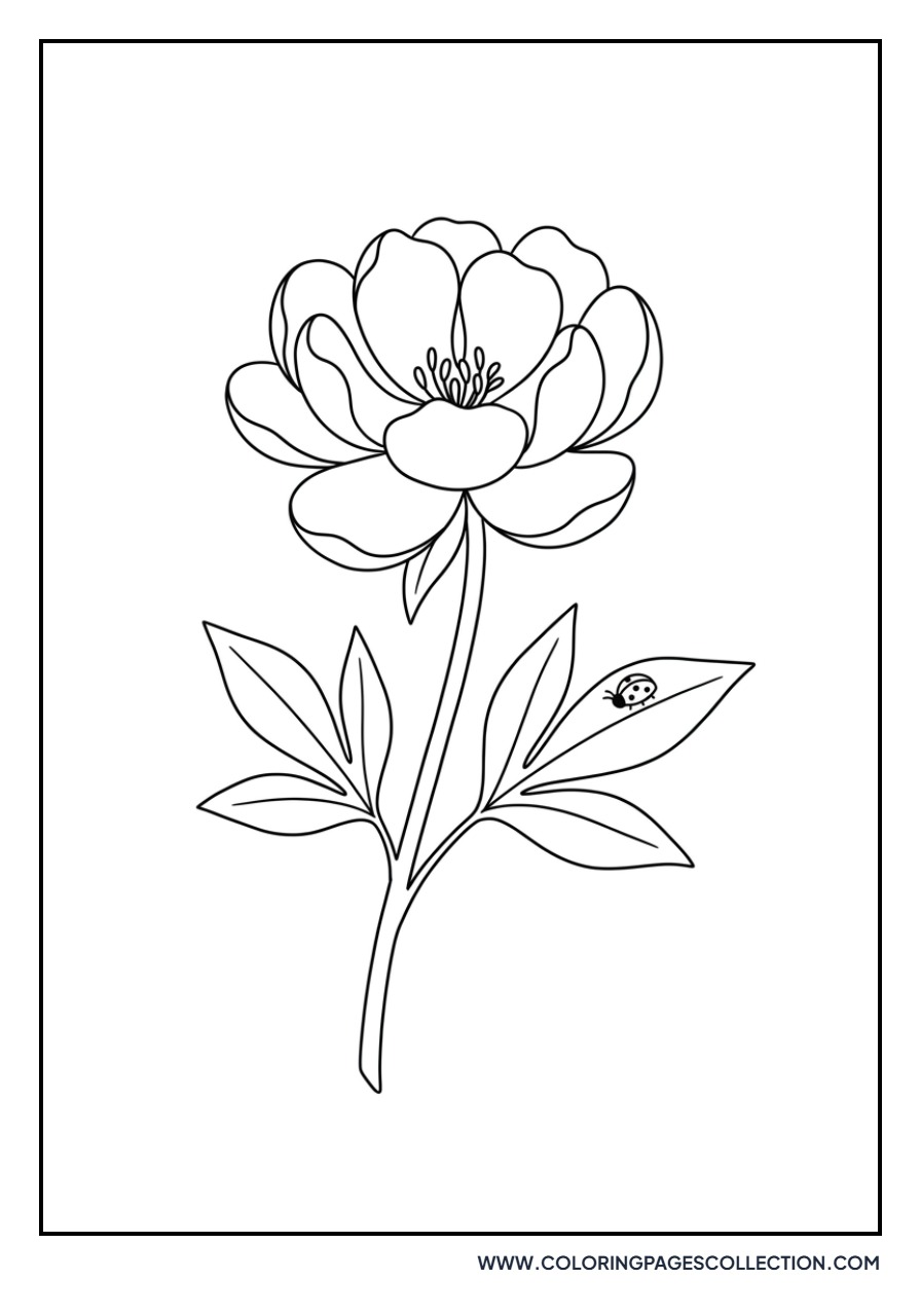 Peony with Ladybug