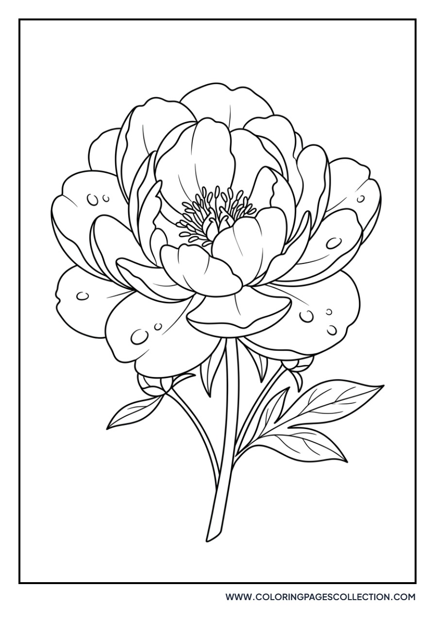 Peony with Morning Dew