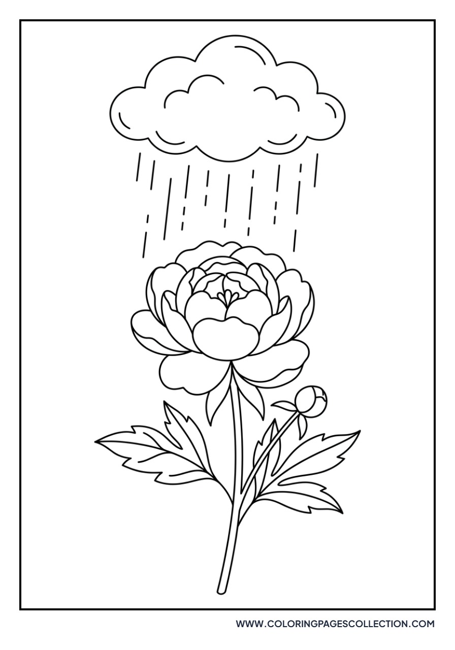 Peony with Rain Clouds