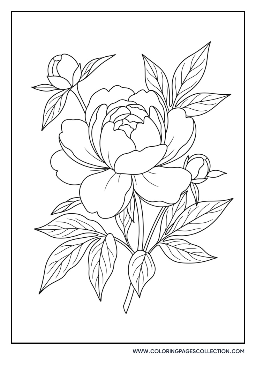 Realistic Botanical Peony