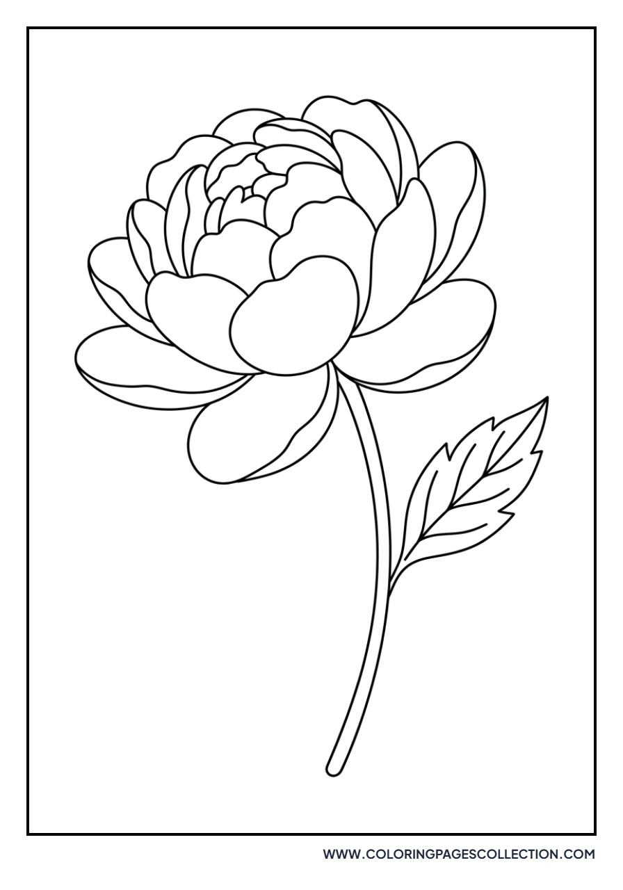 Single Peony Profile