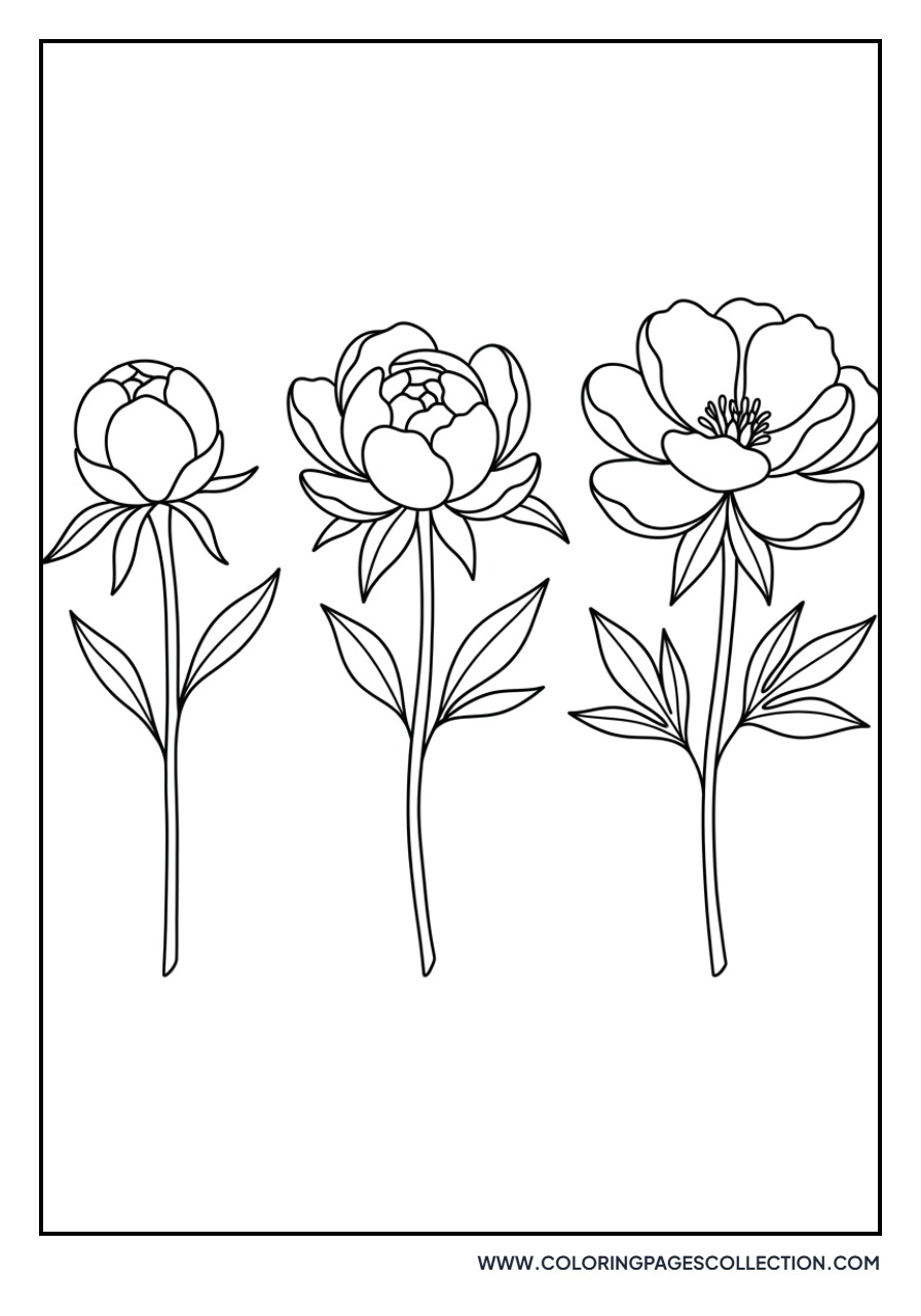 Three Peony Stems