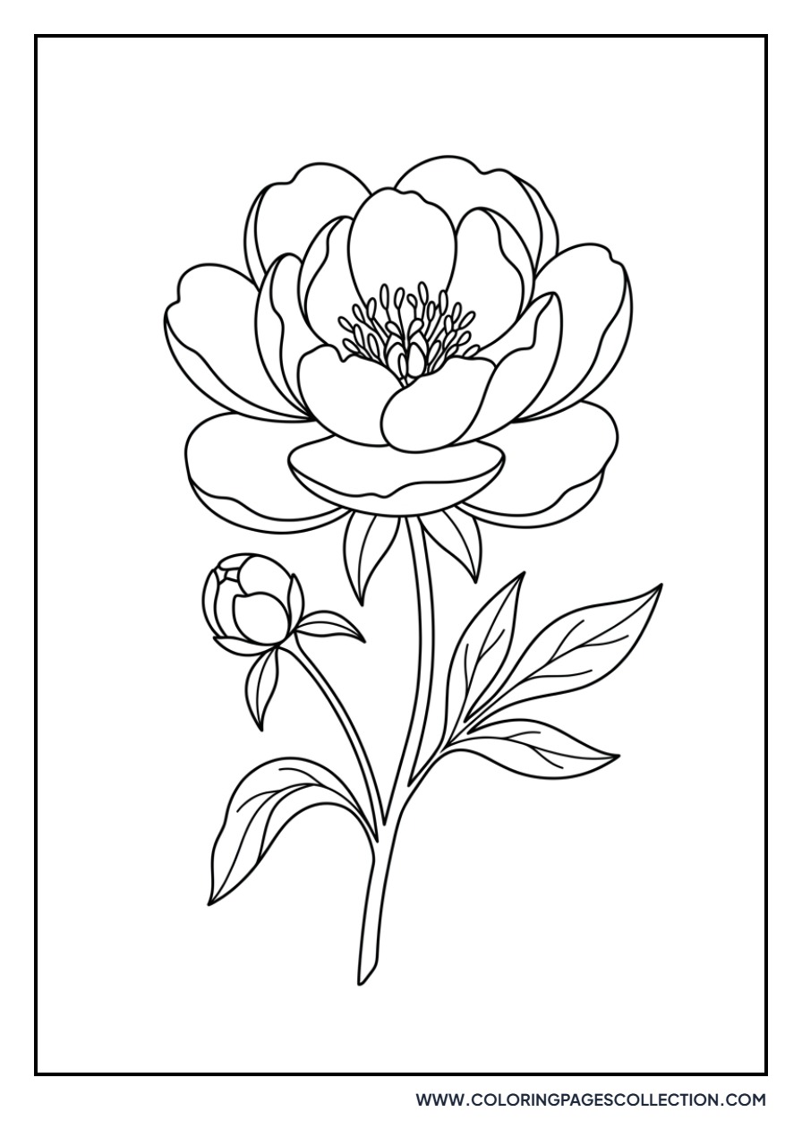 Vintage Peony Illustration