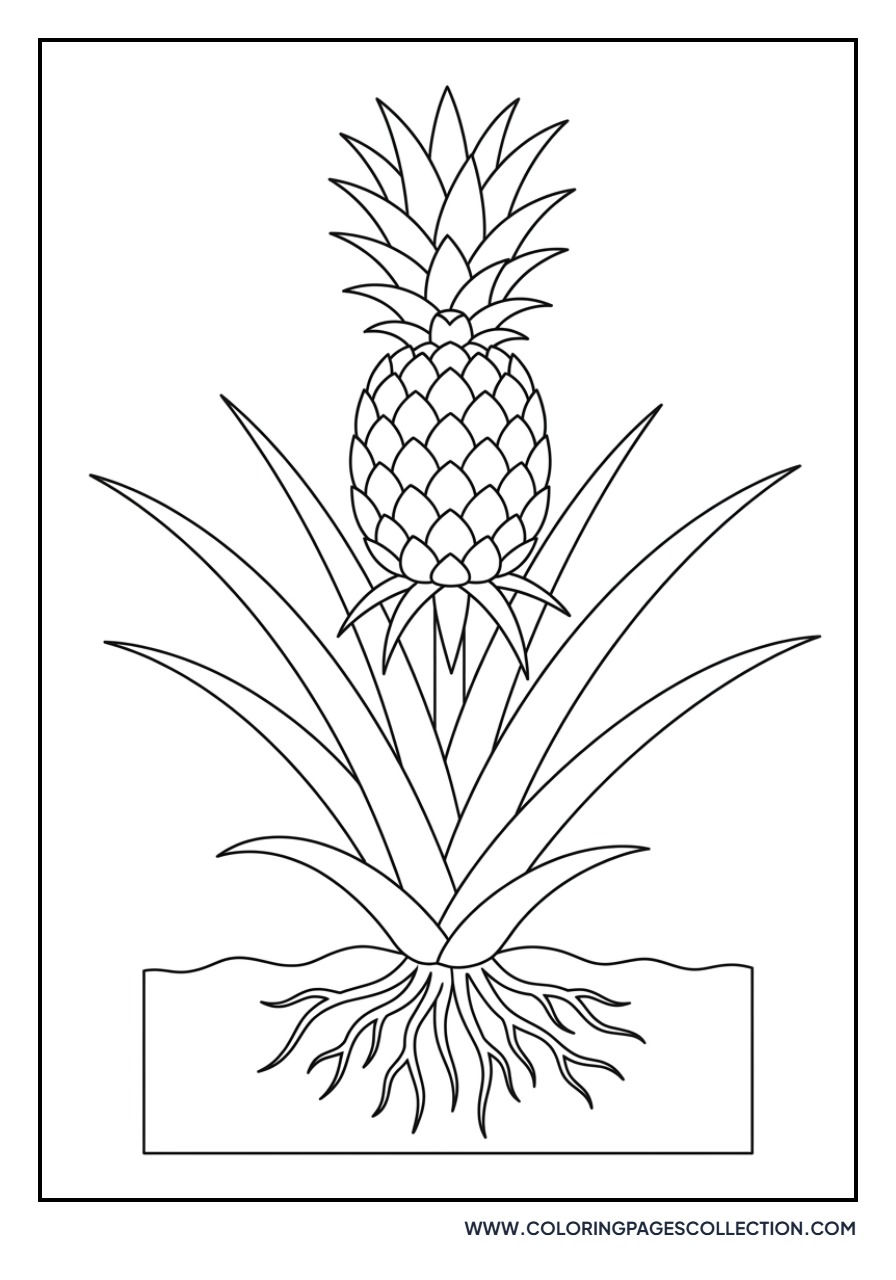 Small Pineapple Plant