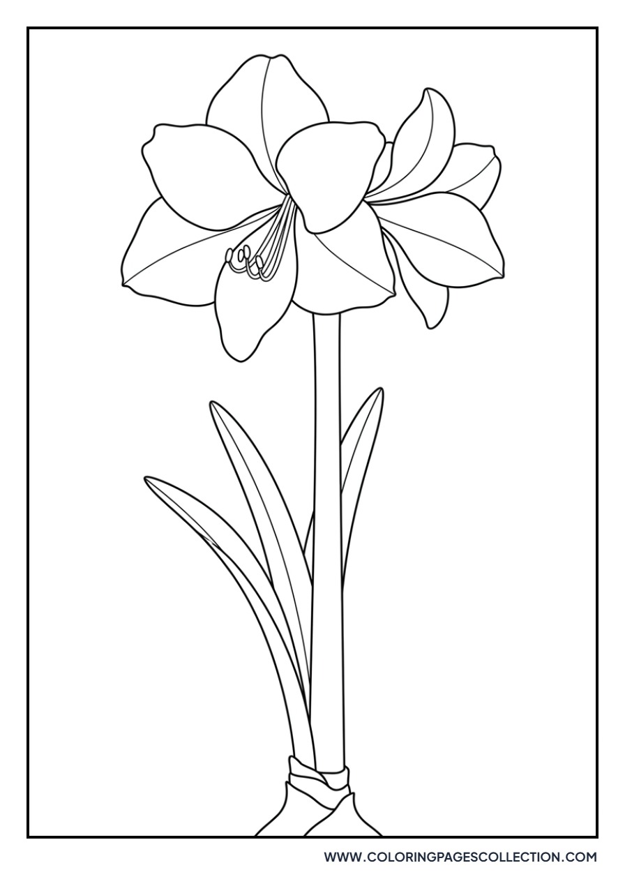 Amaryllis Bloom
