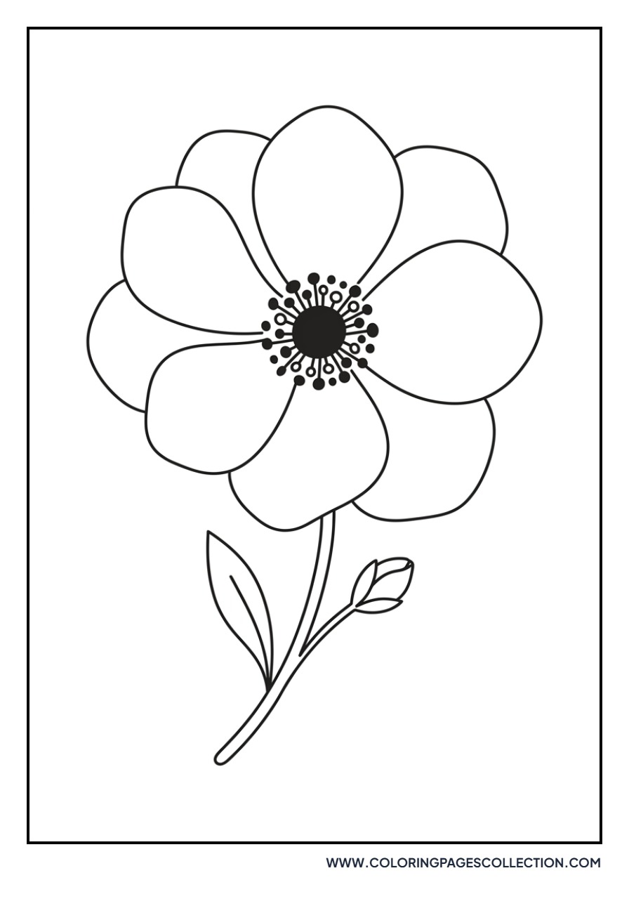 Anemone Flower