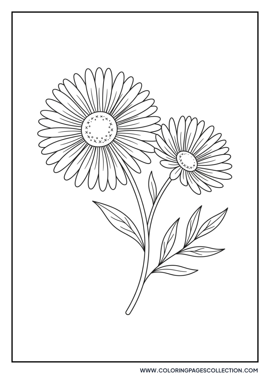 Aster Flower Duo