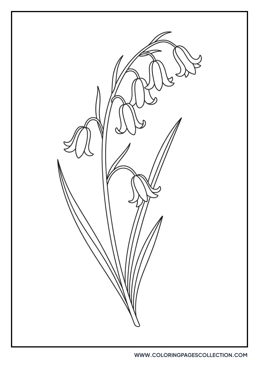 Bluebell Cluster