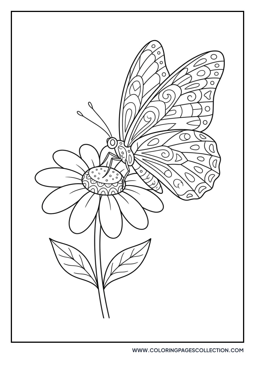 Butterfly on a Bloom