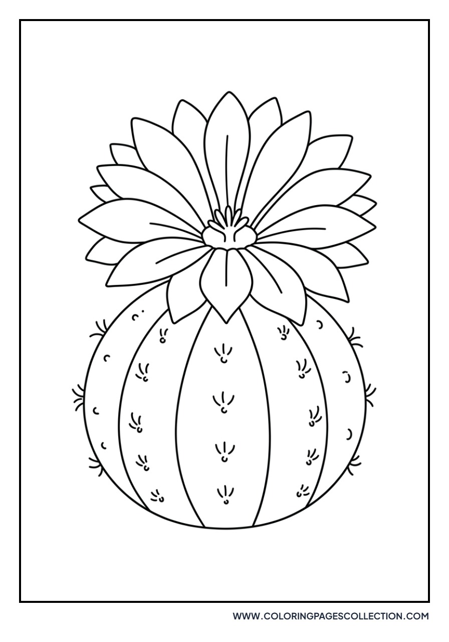 Cactus Flower Bloom