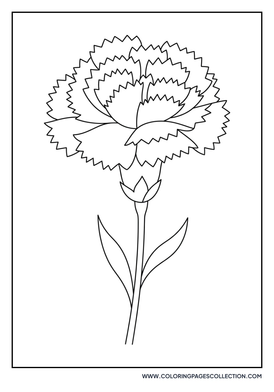 Carnation Petals