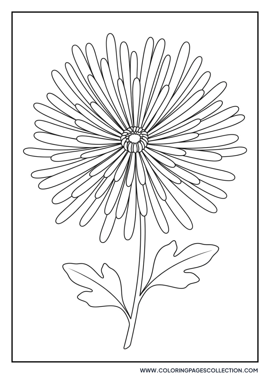 Chrysanthemum Petals