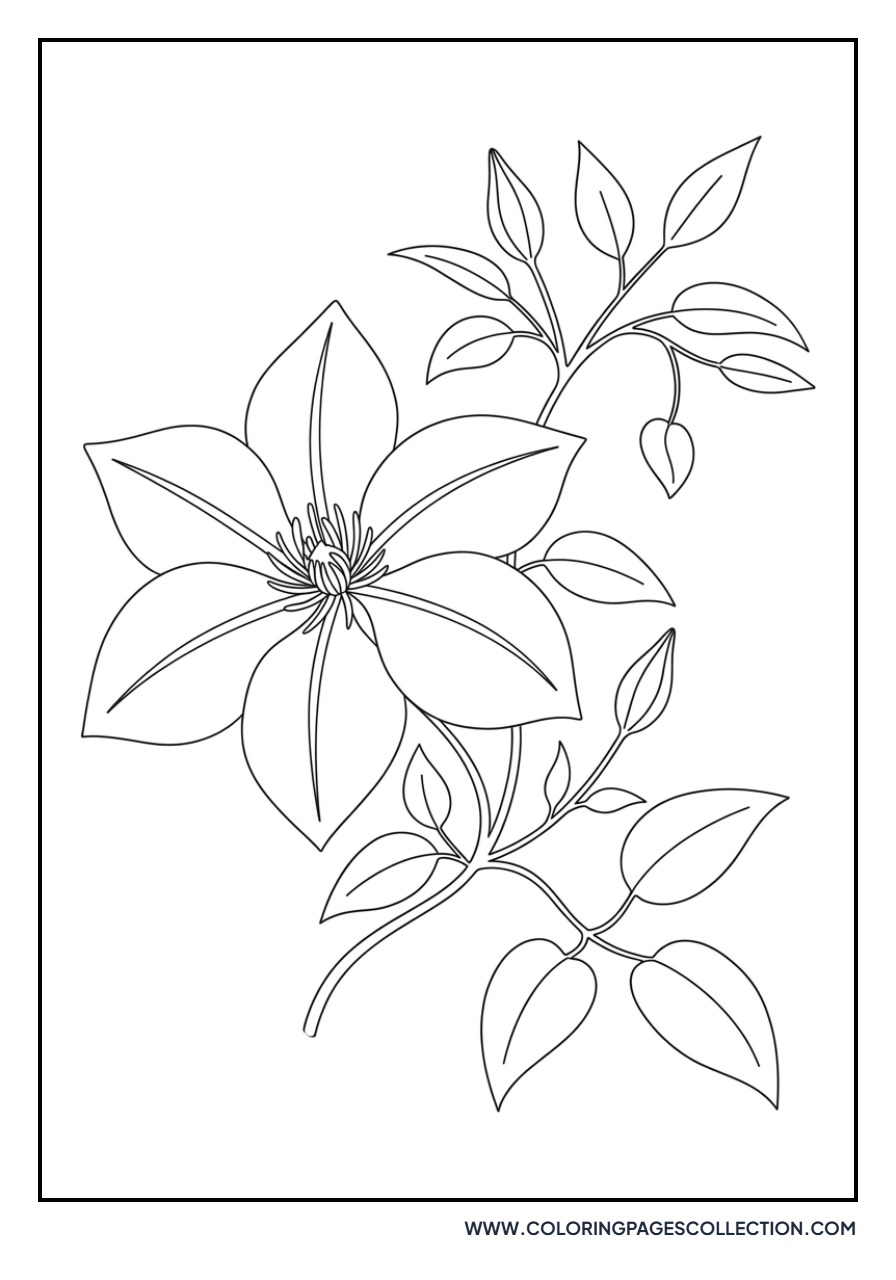 Clematis Climbing Flower