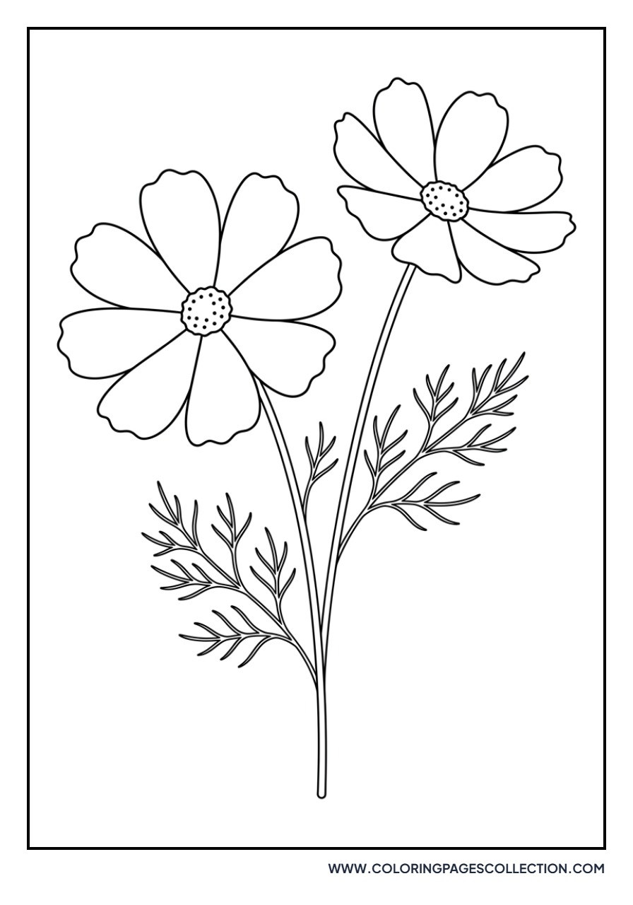 Cosmos Flower Duo