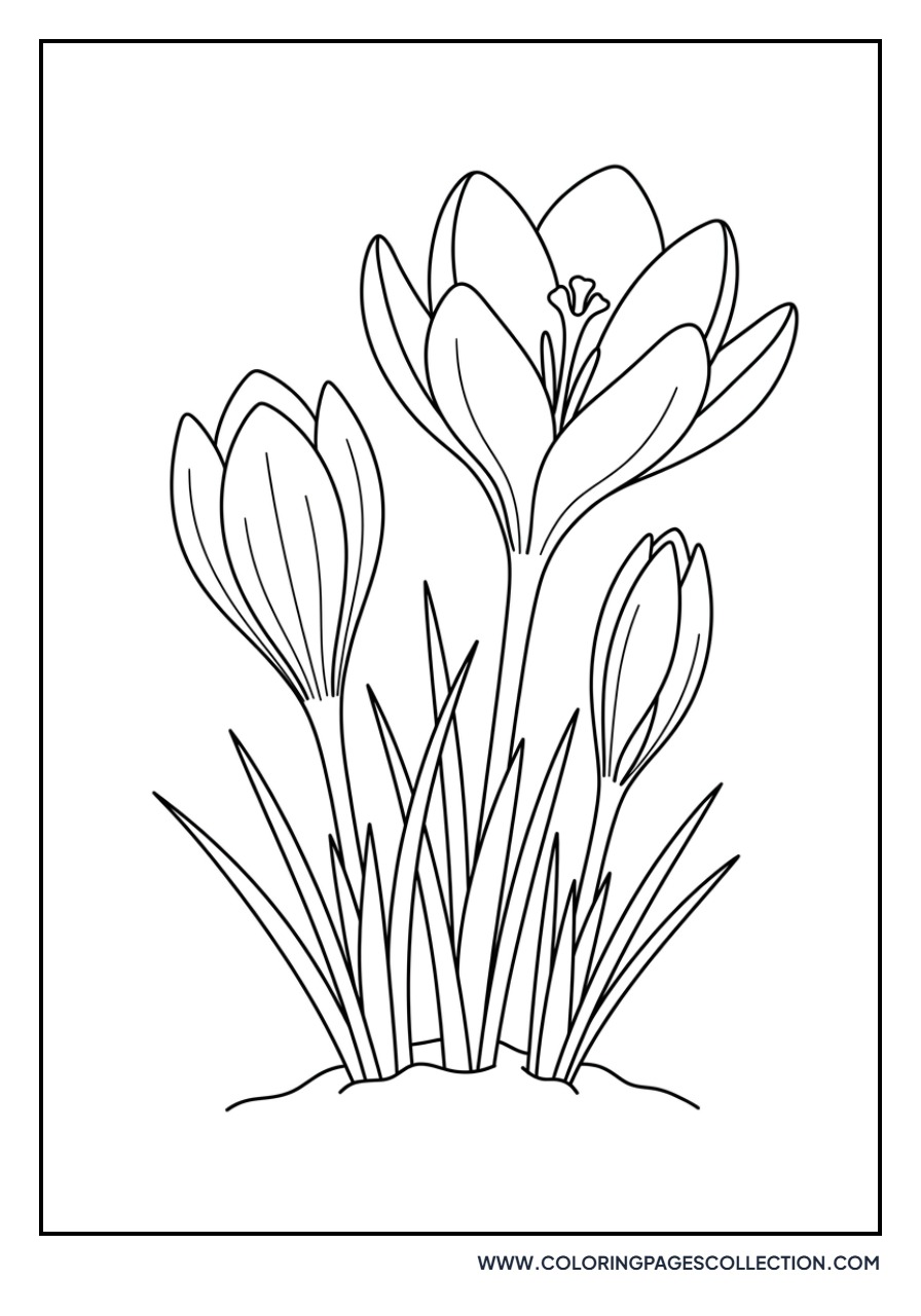 Crocus Pushing Through