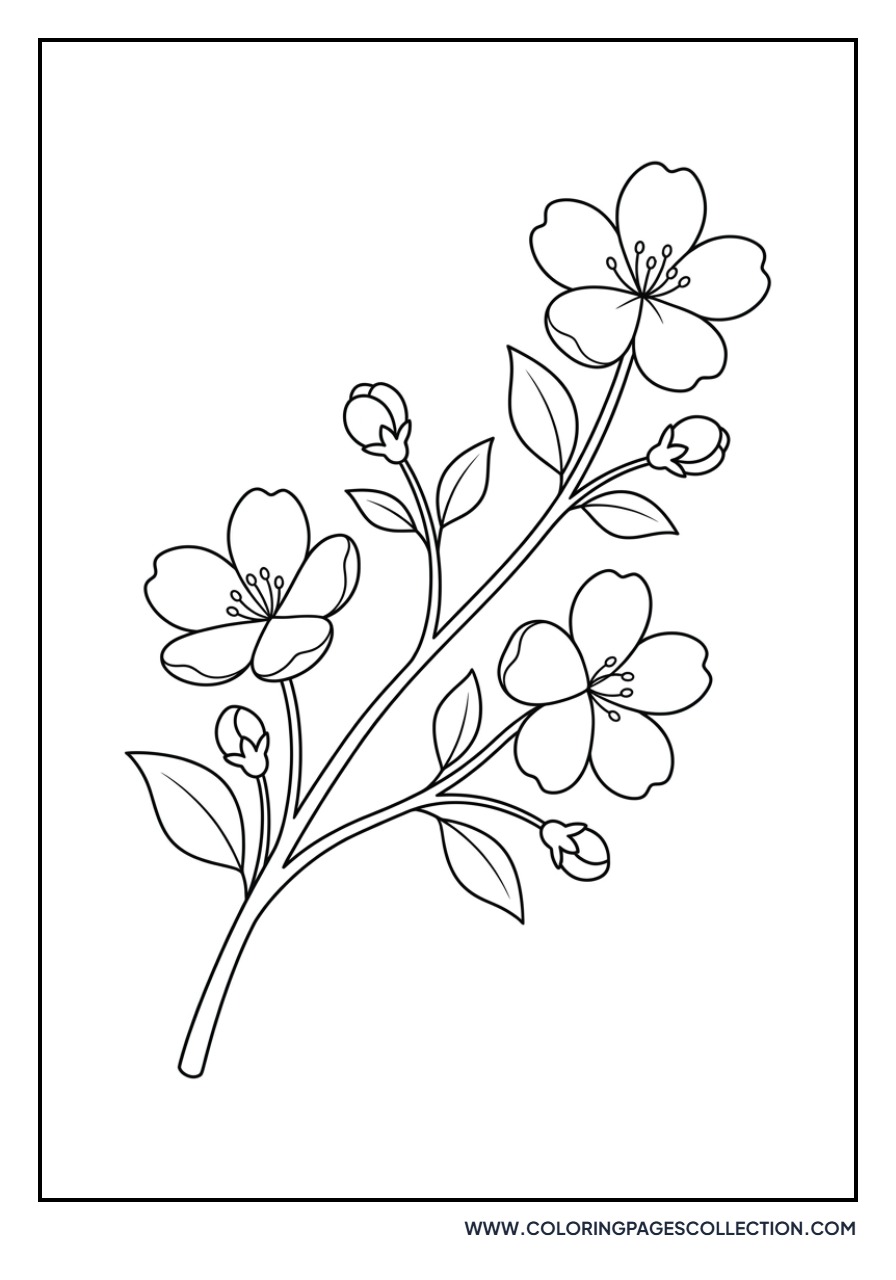 Dainty Cherry Blossoms
