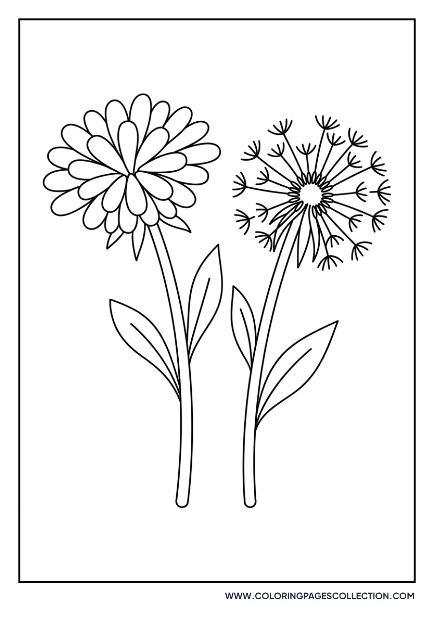 Dandelion with Seeds