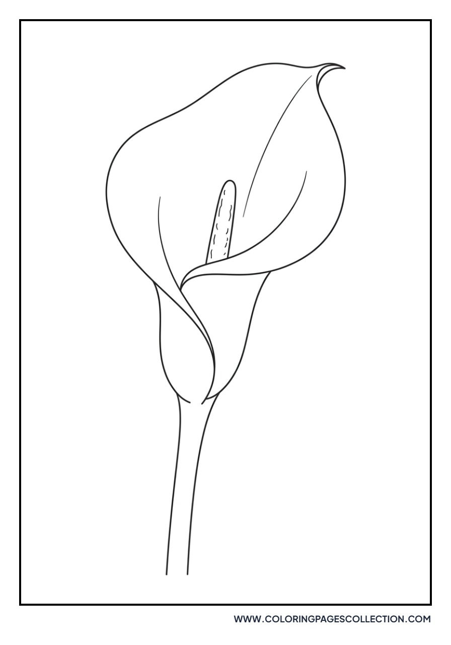 Elegant Calla Lily