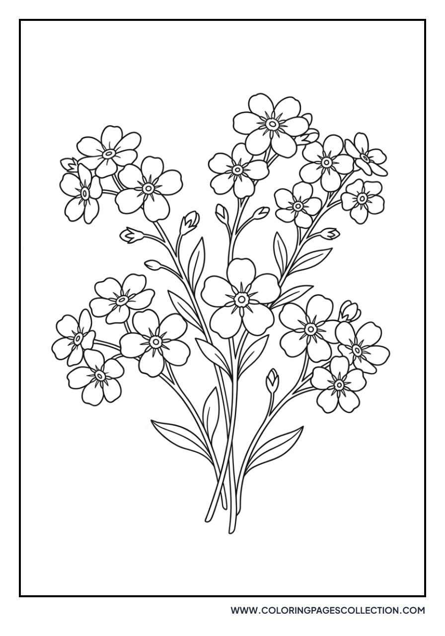 Forget-Me-Not Flowers