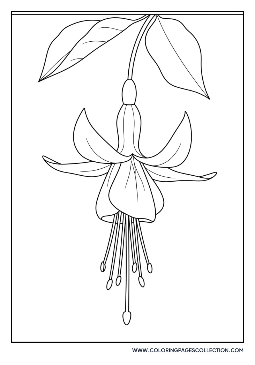 Fuchsia Hanging Bloom