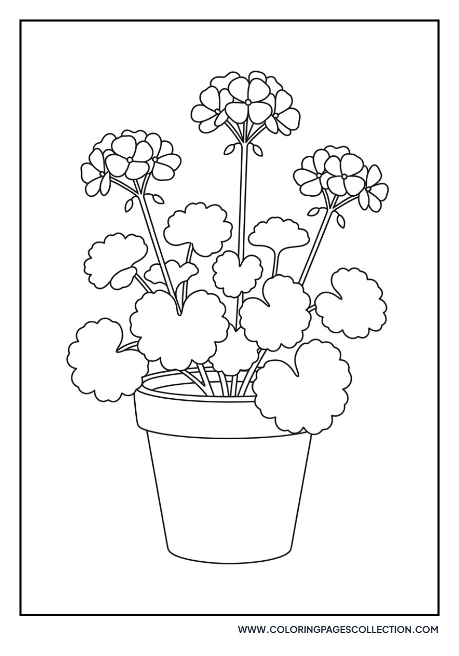 Geranium in a Pot