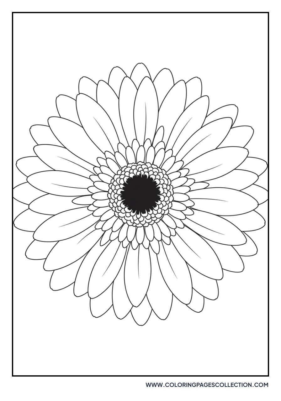 Gerbera Daisy