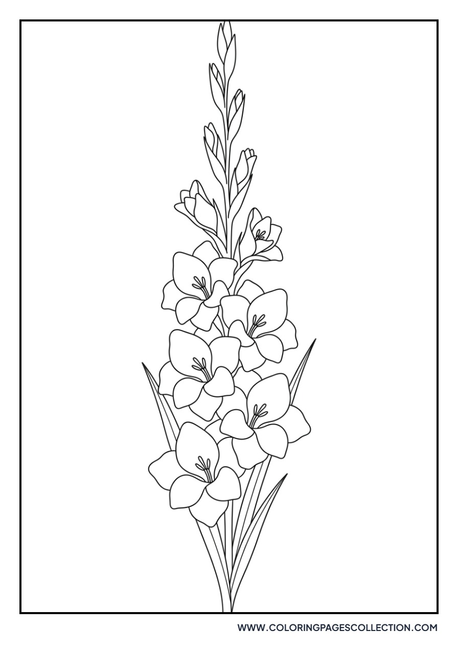 Gladiolus Stem