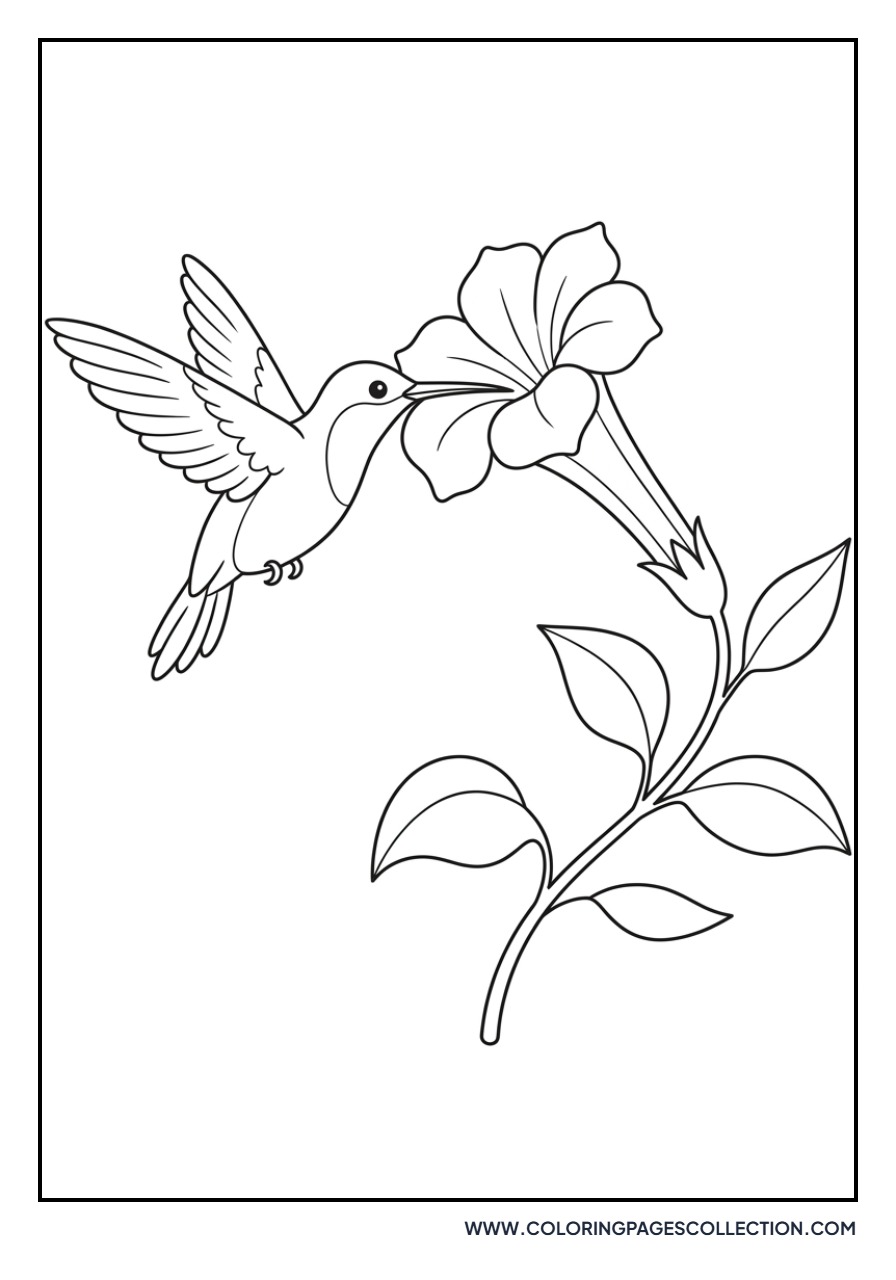 Hummingbird and Trumpet Flower