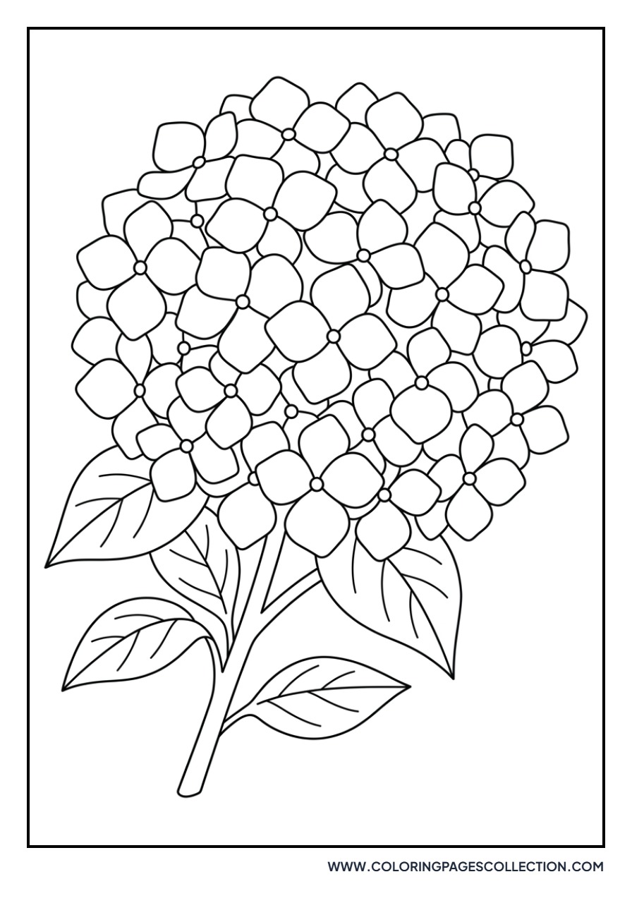 Hydrangea Cluster