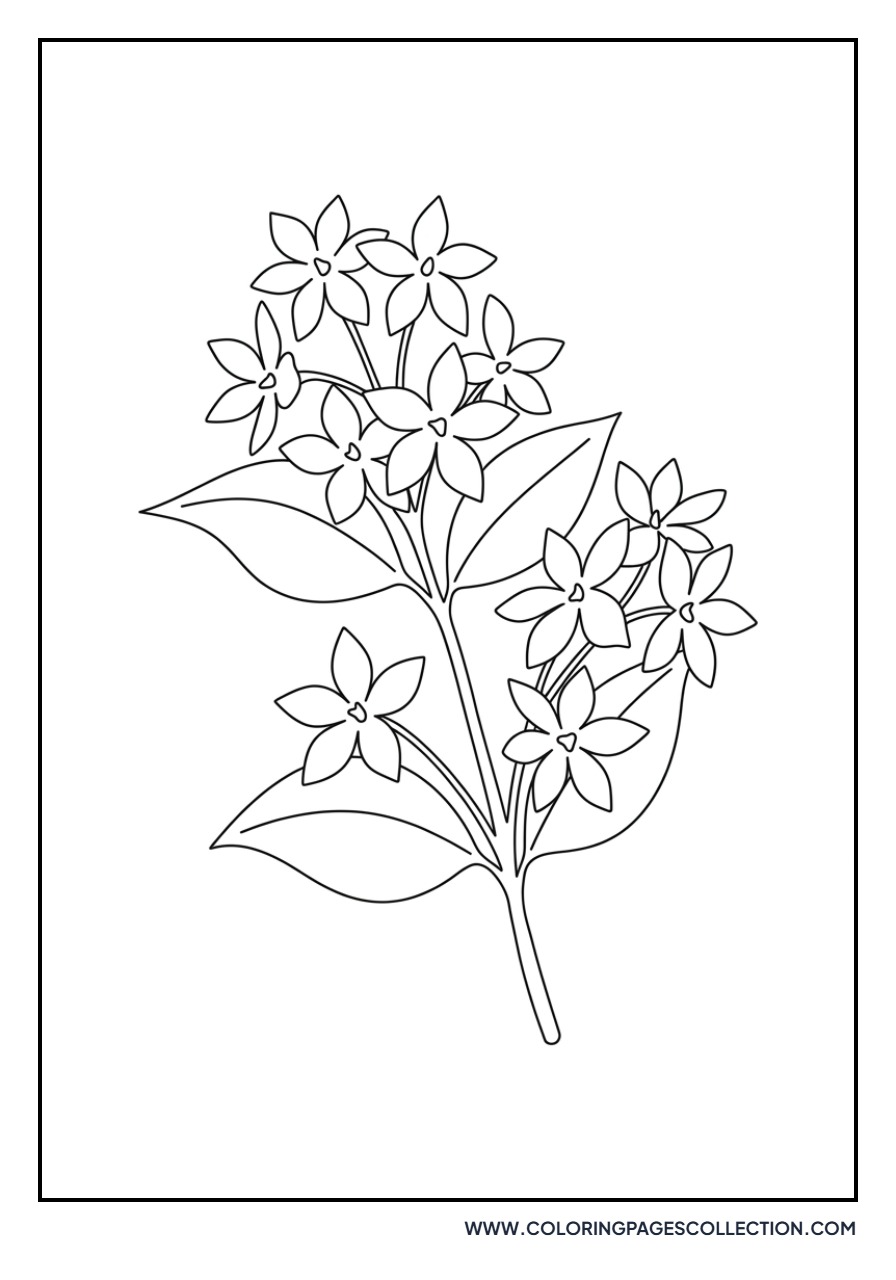 Jasmine Vine