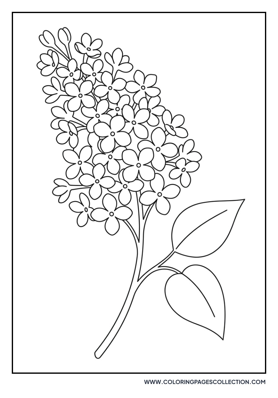 Lilac Sprig