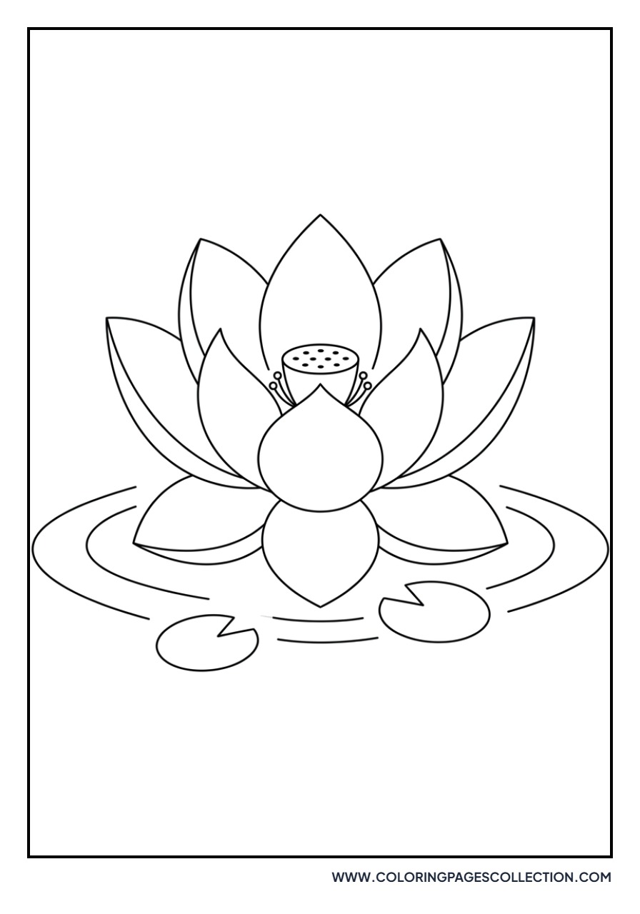 Lotus Flower on Water