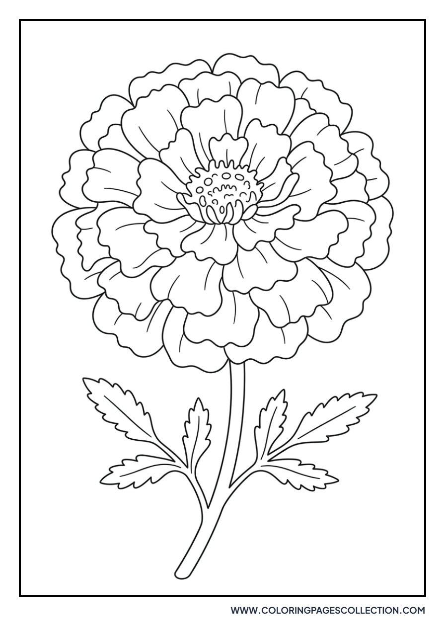Magnificent Marigold