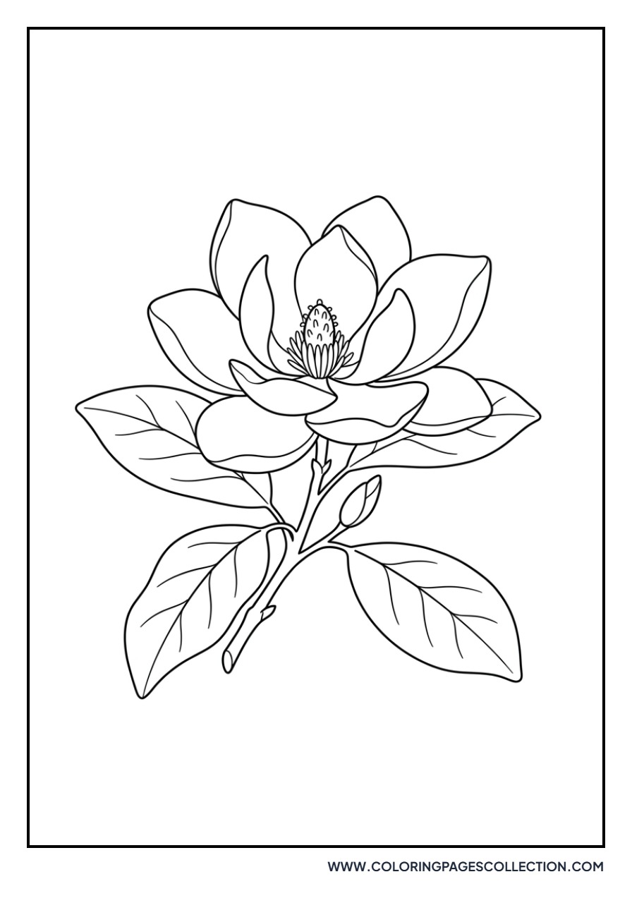 Magnolia Blossom