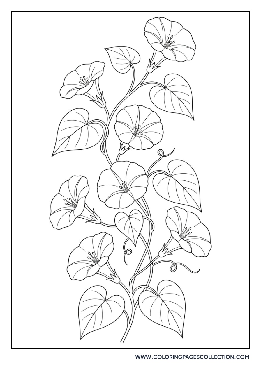 Morning Glory Vine