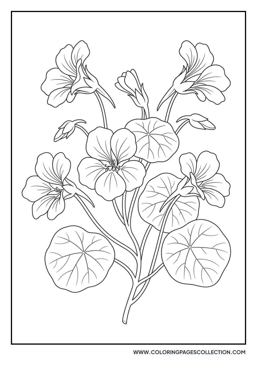 Nasturtium Leaves and Flowers